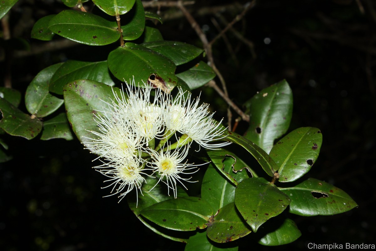 Syzygium fergusonii (Trimen) Gamble